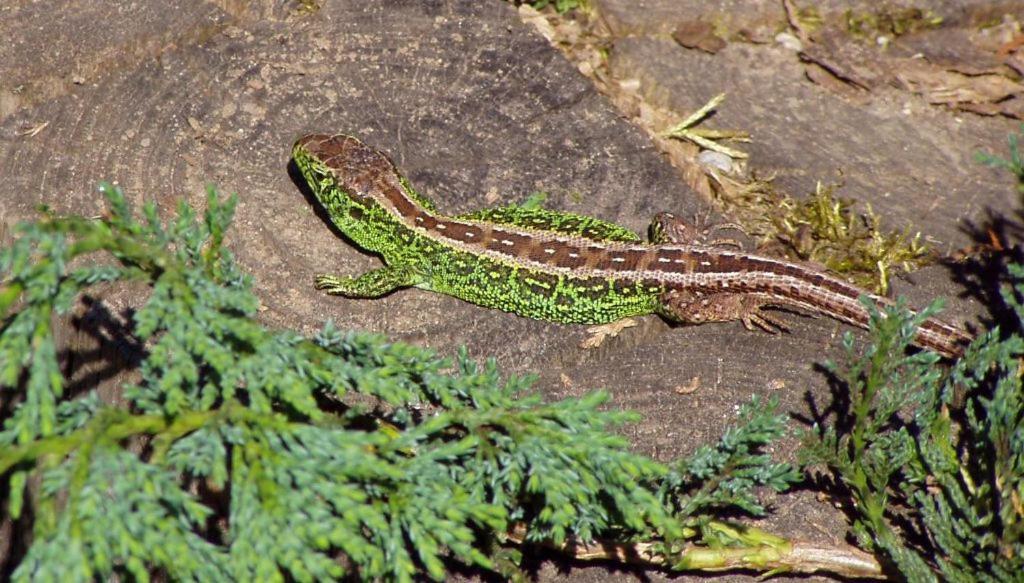 Pokoje Goscinne Przylesie Łobez Esterno foto
