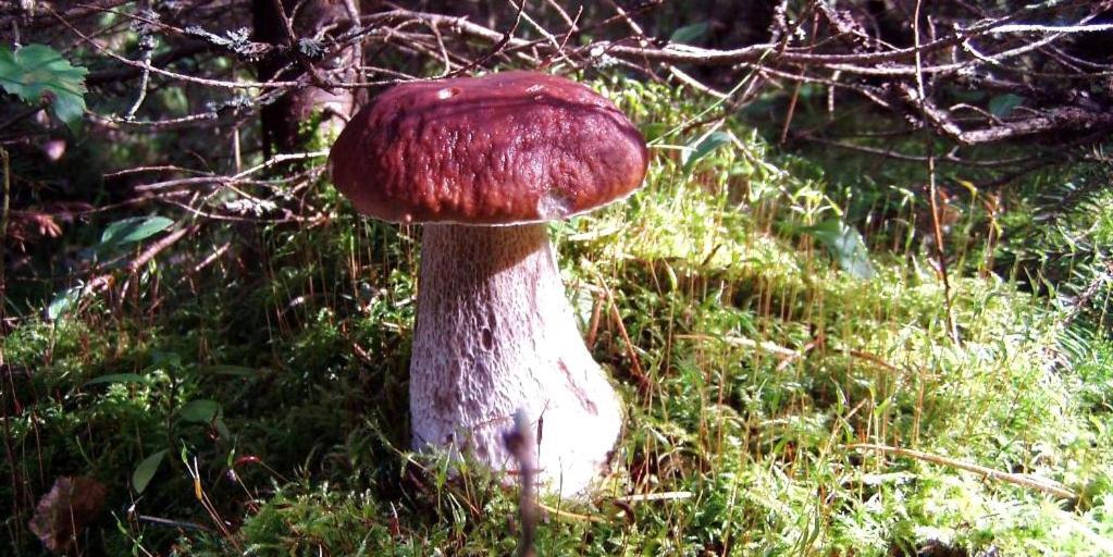 Pokoje Goscinne Przylesie Łobez Esterno foto