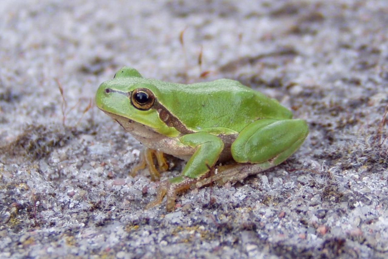 Pokoje Goscinne Przylesie Łobez Esterno foto